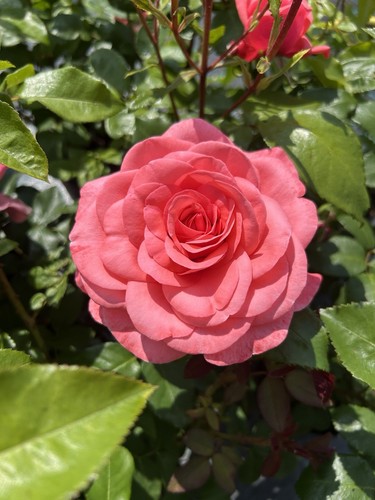 Doris pink hybrid tea - -,