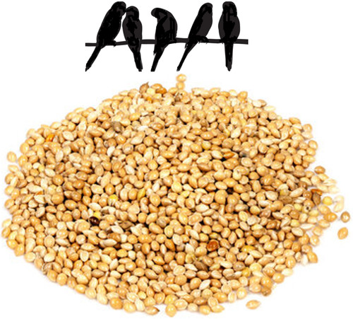 Panicum millet seed budgies - panicum,
