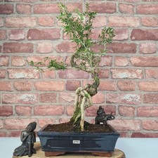 Snow rose bonsai - rose, (serissa)