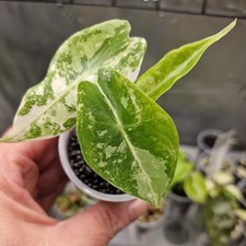 Alocasia Pink Dragon Albo variegata - very rare variegated Aroid Plant