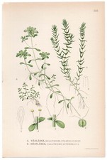 1922 Pond Water-Starwort, Lindman Antique Botanical Print, Callitriche Stagnalis