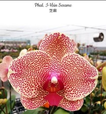 Phalaenopsis I-hsin Sesame Orchid Plant