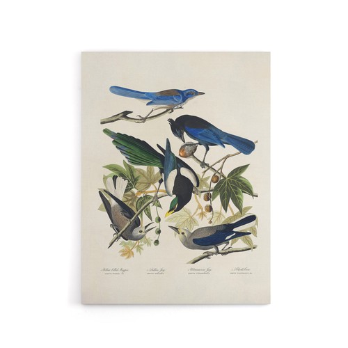 Magpie clarks crow and - crow,