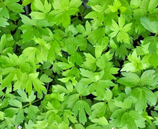 Herb Lovage Levisticum Officinalis 400 seeds +4" FREE REUSABLE PLANT LABEL
