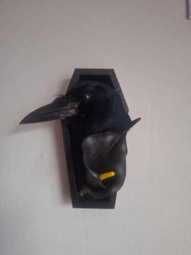 Taxidermy juvenile rook - juvenile,