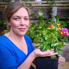 Jalapeño, Cayenne & Piri Piri