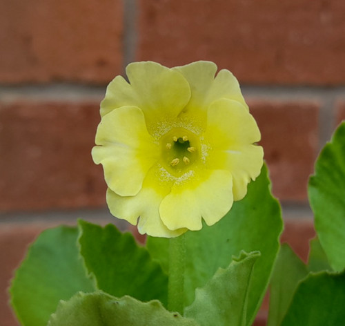 Primula auricula lemon sorbet - lemon,