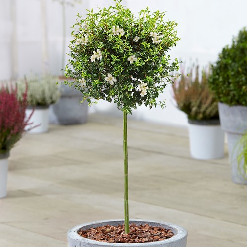 Ligustrum delavayanum tree - ligustrum,