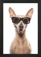 Cool american hairless terrier - american,