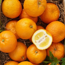 Fresh Seville Marmalade