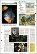 Piranha #10 Fish Wildlife Fact