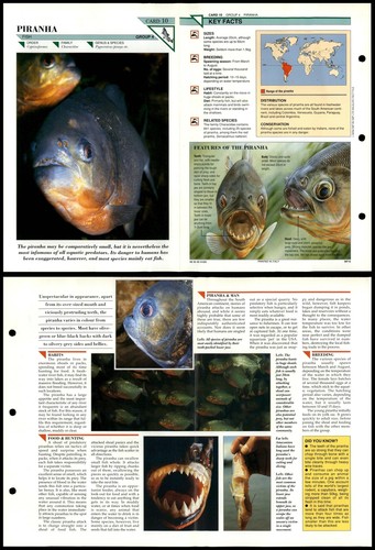 Piranha fish wildlife fact - #10,