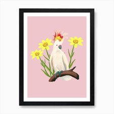 Major Mitchells Cockatoo Pink