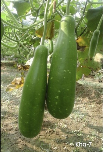 Hybrid bangladeshi khodu - hybrid,