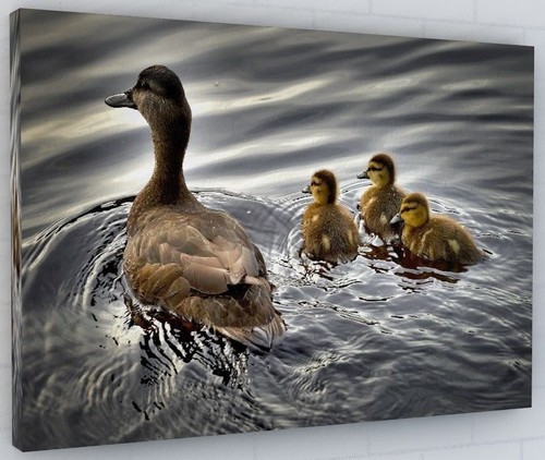 Female mallard duck bird - bird, pond