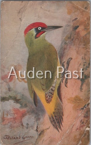 Roland green woodpecker - roland,