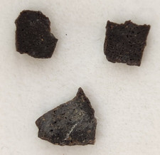 Hadrosaur Egg Shell Fossils