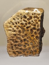 Turtle Shell. Superb Detail