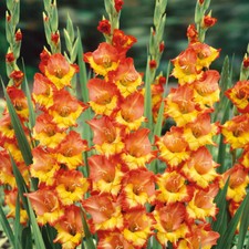 10 Gladioli Princess Margareth Rose Orange Yellow Red Summer Flowering Bulbs
