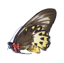 #14n Very Rare Papilionidae