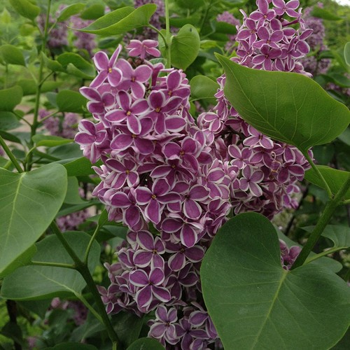 Syringa vulgaris sensation - sensation,