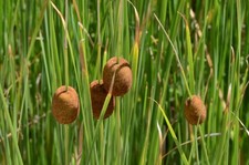 Dwarf Mini Bulrush Typha Minima LIVE Water Plants Pond Feature Reed Aquatic Bog