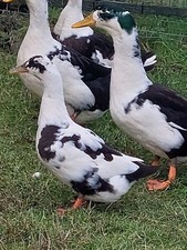 Welsh magpie Six Ovals For Hatching.NOT LIVE ANIMALS