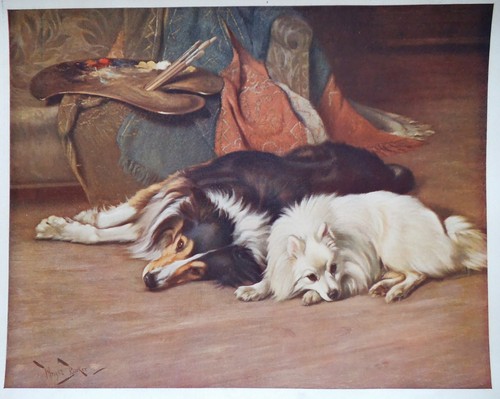 Antique dog print collie - antique,