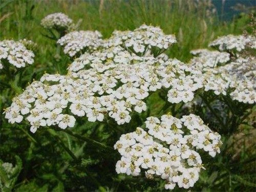 Achillea white yarrow wild - yarrow,