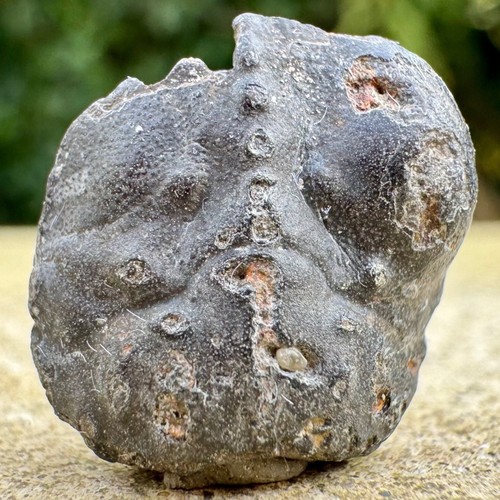 Gault clay crab fossil - gault,