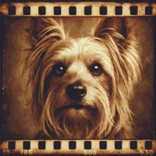 Australian Silky Terrier Puppy