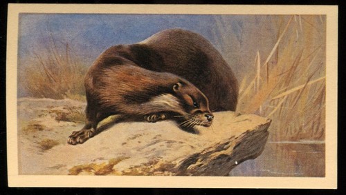 Tobacco card doncella - tobacco,