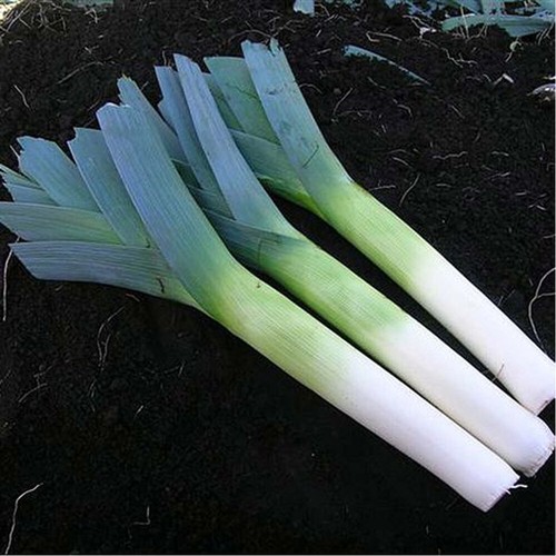 Thompson morgan leek - morgan,