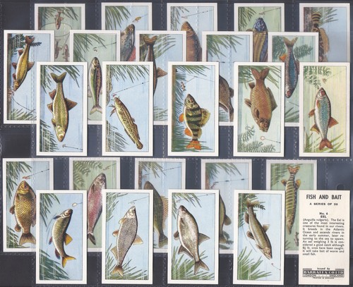 Barratt full set fish - barratt-full, set-