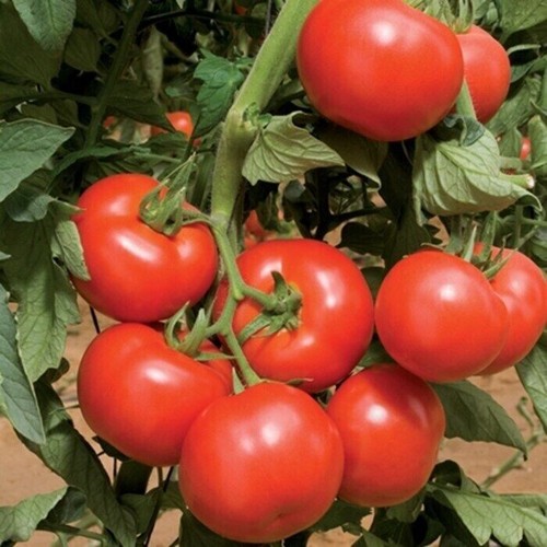 Tomatoes plug plants - tomatoes,