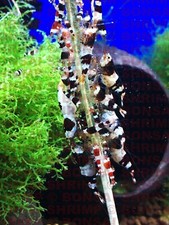 6x Packs of Shrimp Lollies - 5