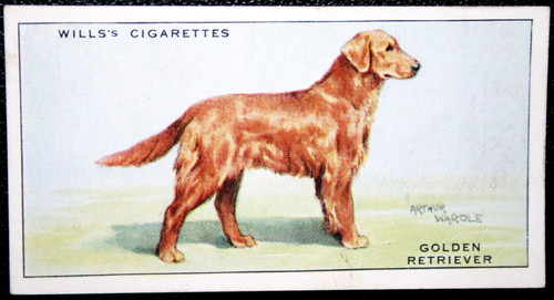 Golden retriever vintage 1937 - ,