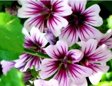 30 x Mallow Pink  - Hollyhock-