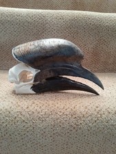 Taxidermy skeleton bones bird voodoo tattoo SKULL BLACK-CASQUED WATTLED HORNBILL