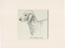 BEDLINGTON TERRIER HEAD STUDY OLD 1936 DOG ART PRINT ARTIST  K F BARKER MOUNTED