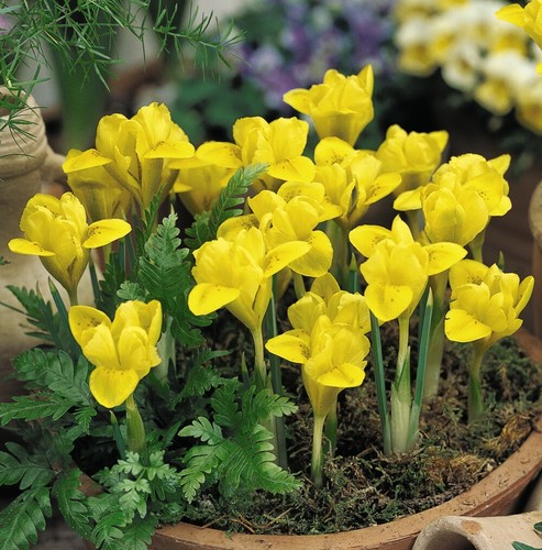 Dwarf iris danfordiae yellow - danfordiae,