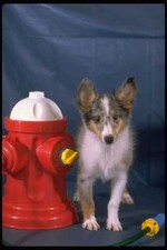 574026 Toy Sheltie Puppy Next