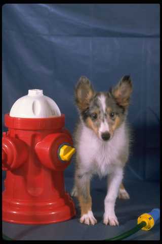 574026 toy sheltie - puppy, next