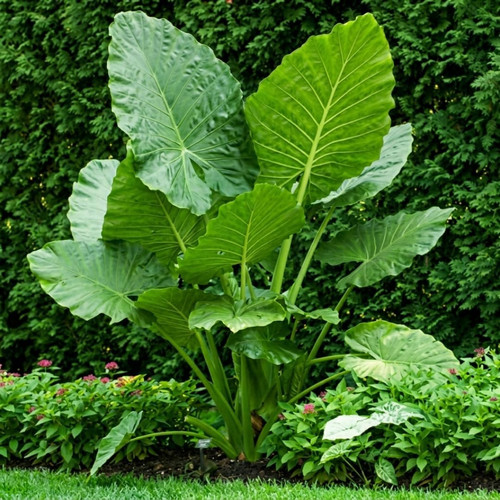Giant elephant ear - giant, bulbs)