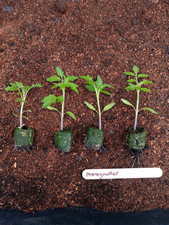 4 x Tomato Plants - MONEYMAKER