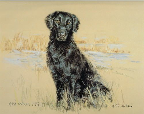 Flat coated retriever - coated, print