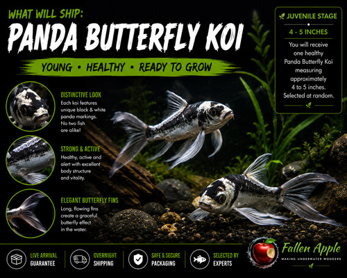 Panda butterfly koi 4 - panda,