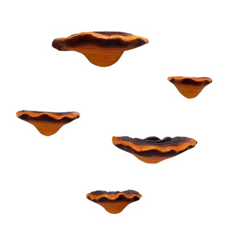 Simulation mushroom shelf - simulation,