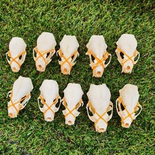 10 Real Mink Skulls - Broken