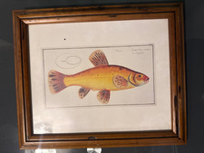 Framed Fish Print Cyprinus Tinca Auratus Art Group
